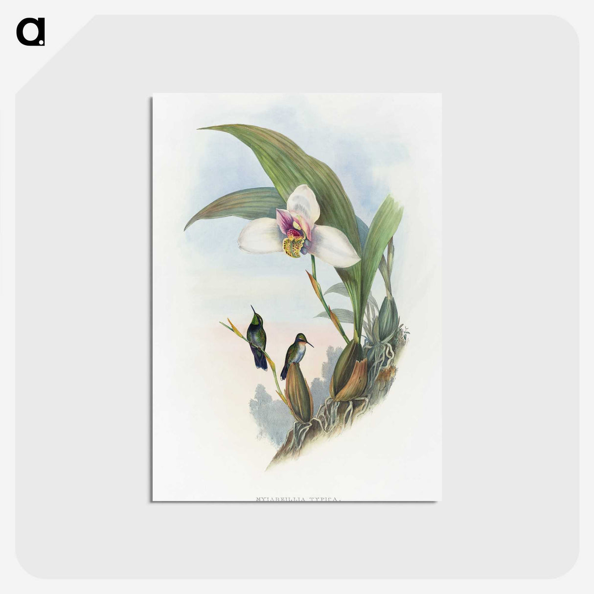 1-71_John-Gould_postcard
