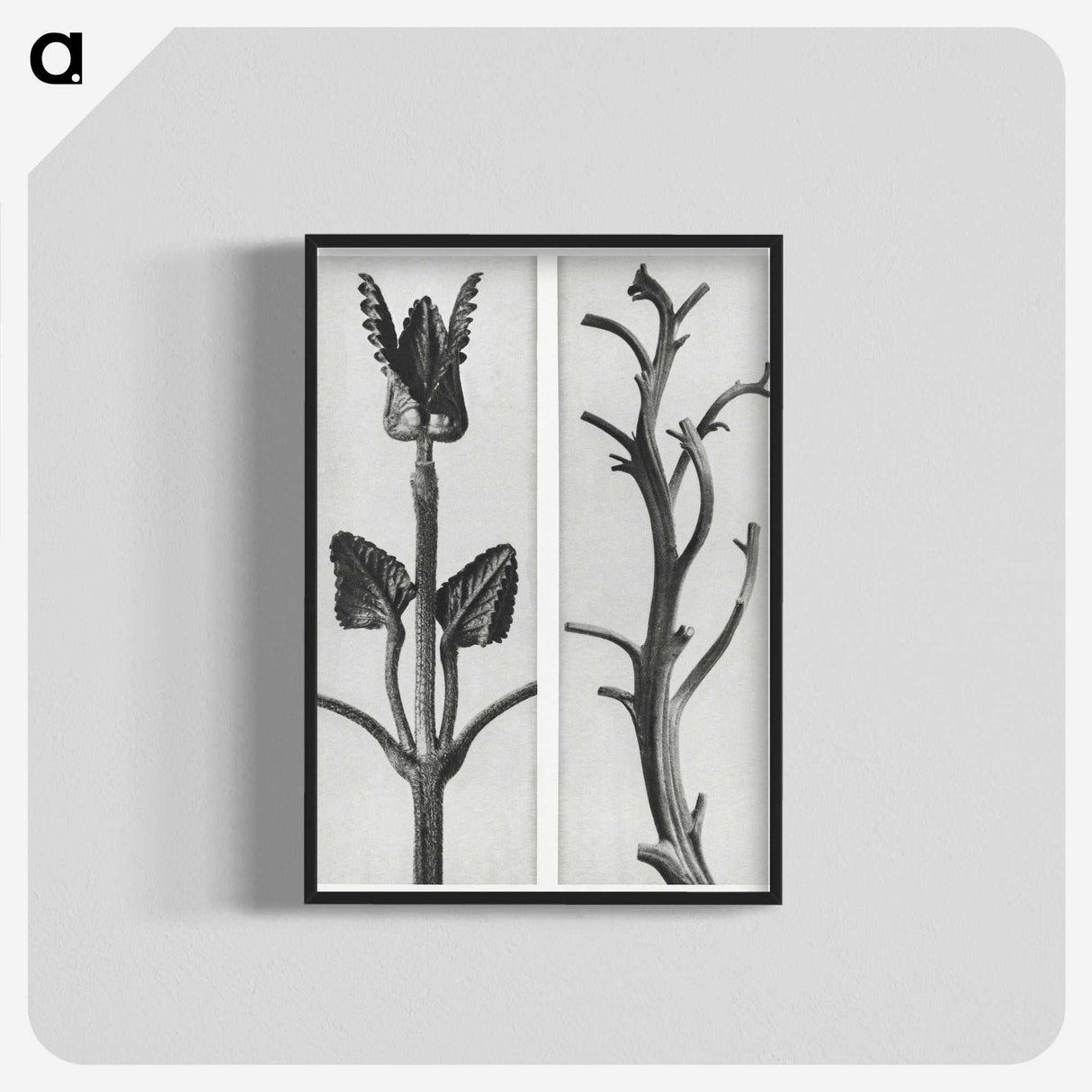 1-71_Karl-Blossfeldt_blk-crop