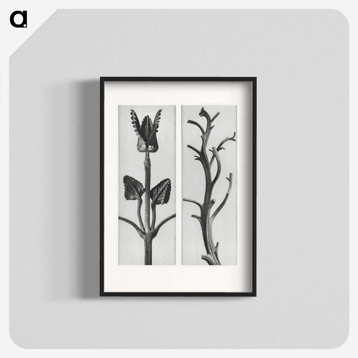 1-71_Karl-Blossfeldt_blk