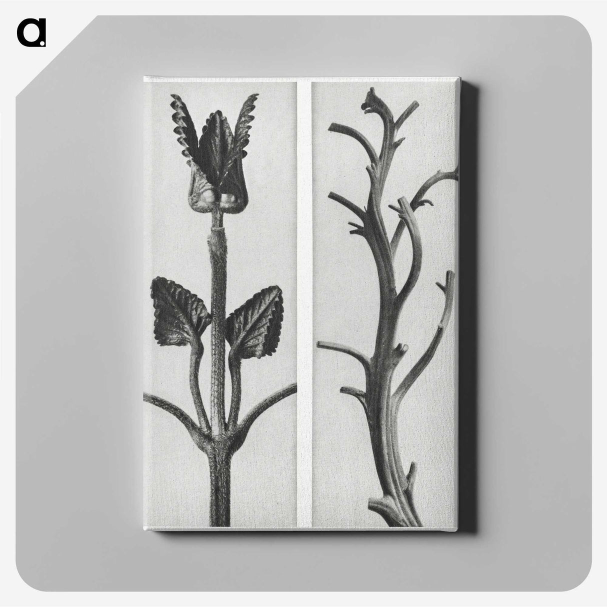 1-71_Karl-Blossfeldt_canvas