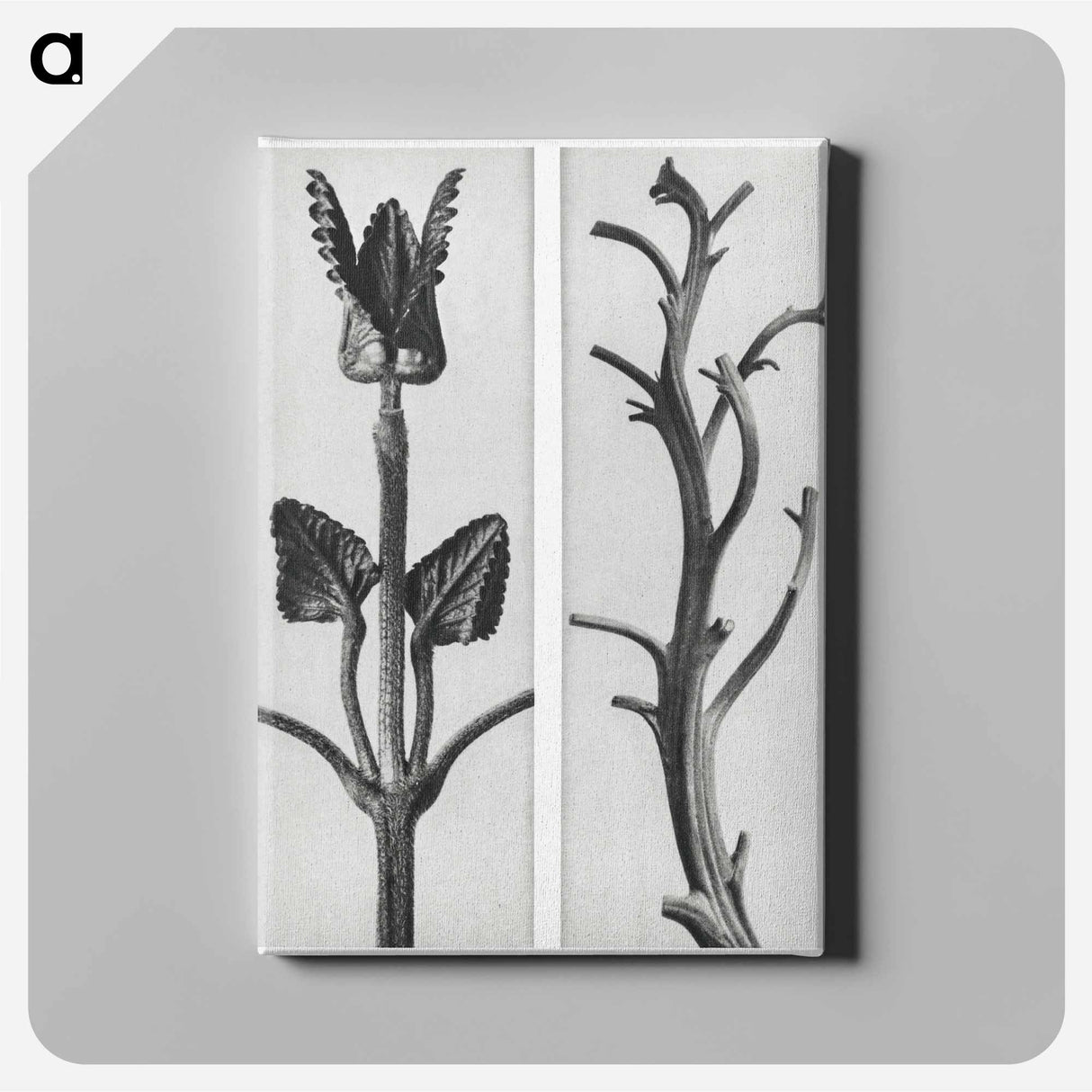 アートパネル-Stachis Grandiflora (Big Betony) enlarged 3 times and Nicotiana Rustica (Aztec Tobacco) - カール ブロスフェルト Canvas.