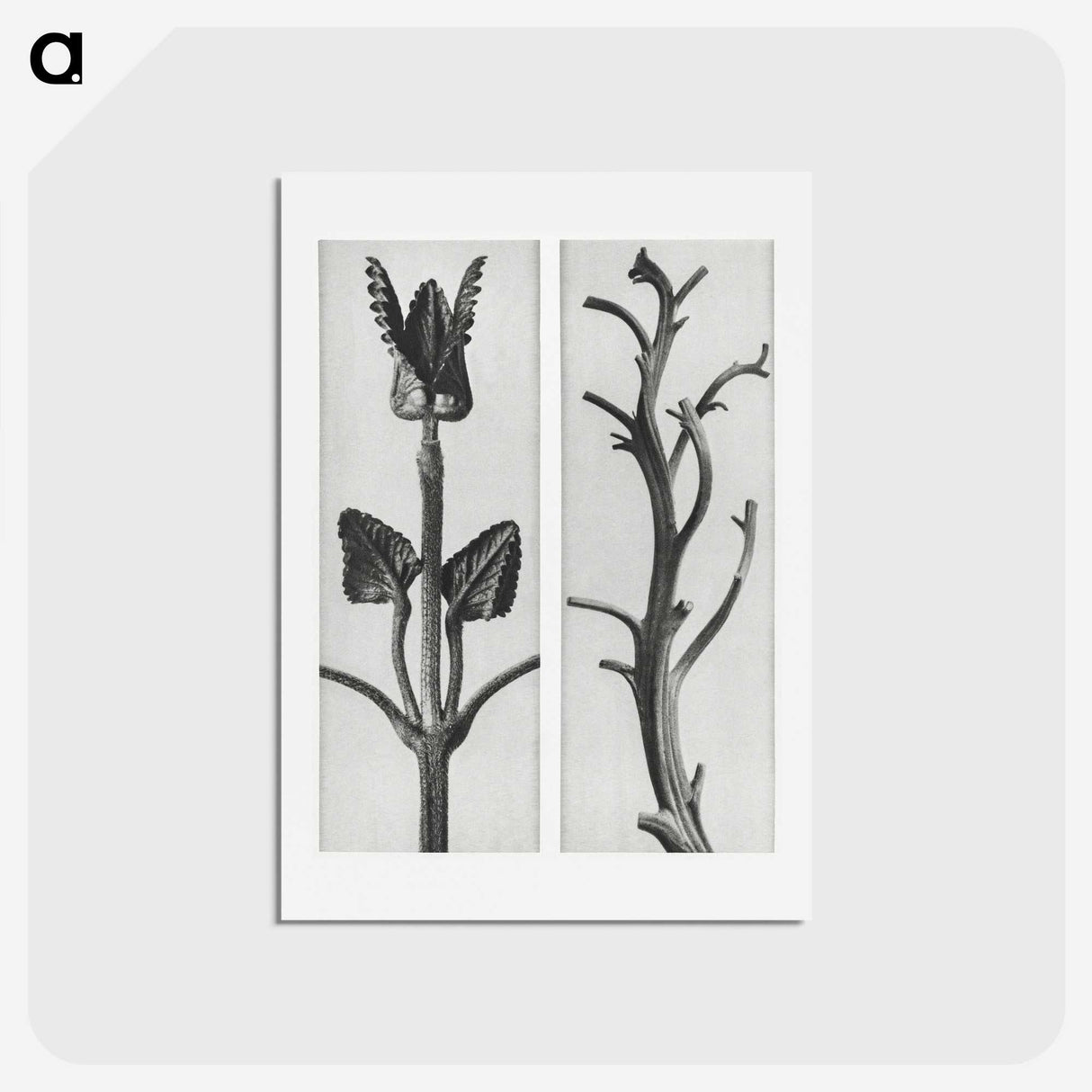 1-71_Karl-Blossfeldt_hagaki