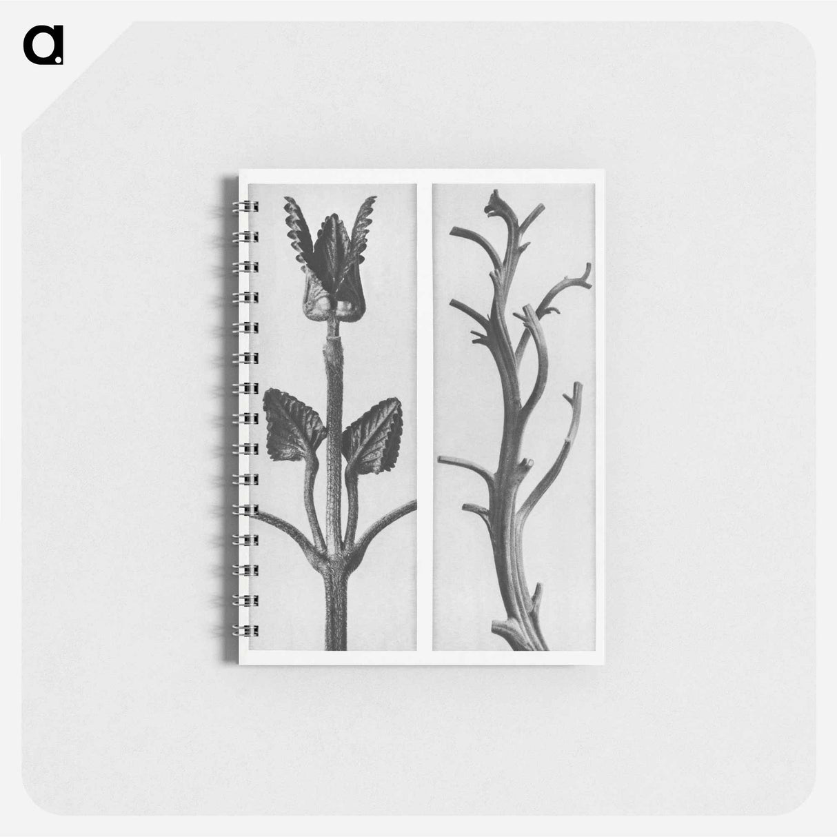 Stachis Grandiflora (Big Betony) enlarged 3 times and Nicotiana Rustica (Aztec Tobacco) - カール ブロスフェルト Memo.