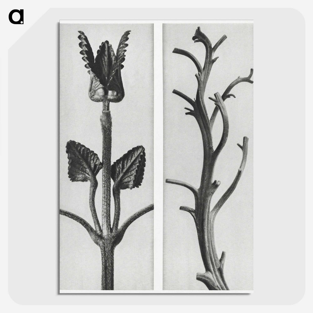 1-71_Karl-Blossfeldt_picture-crop