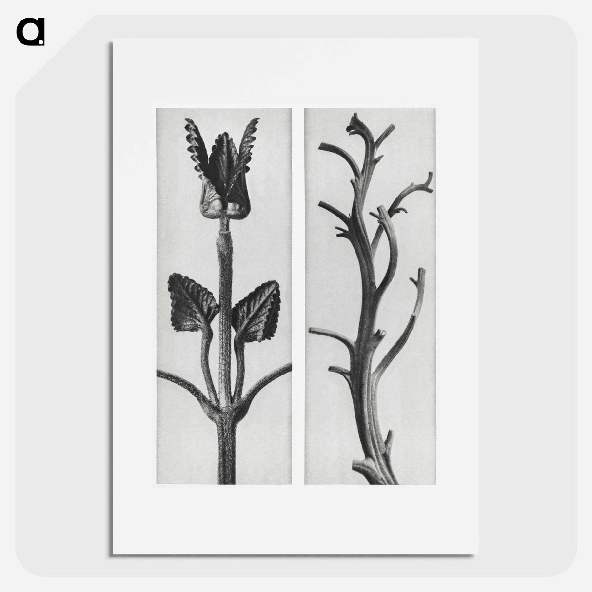 アートポスター-Stachis Grandiflora (Big Betony) enlarged 3 times and Nicotiana Rustica (Aztec Tobacco) - カール ブロスフェルト Poster.
