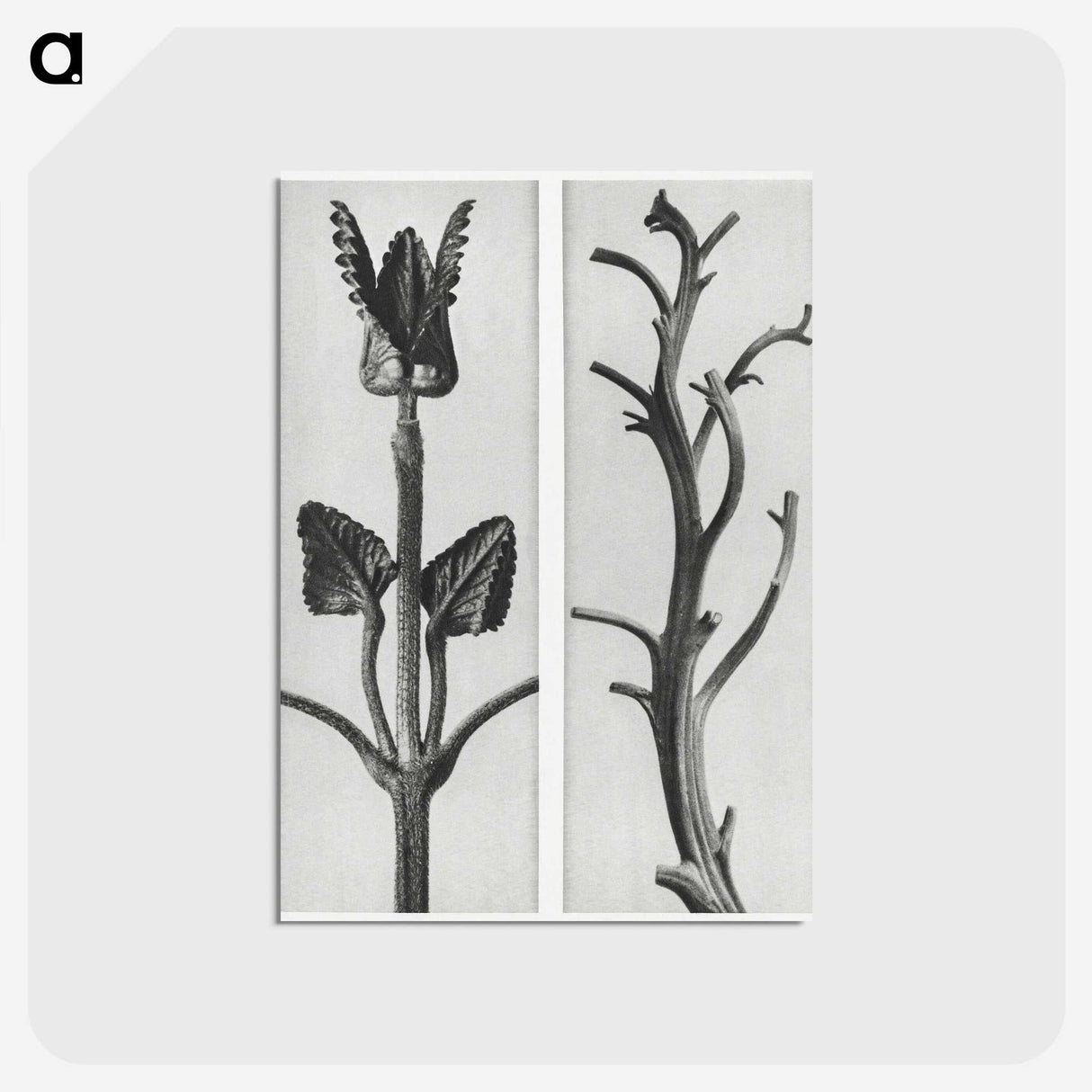 1-71_Karl-Blossfeldt_postcard