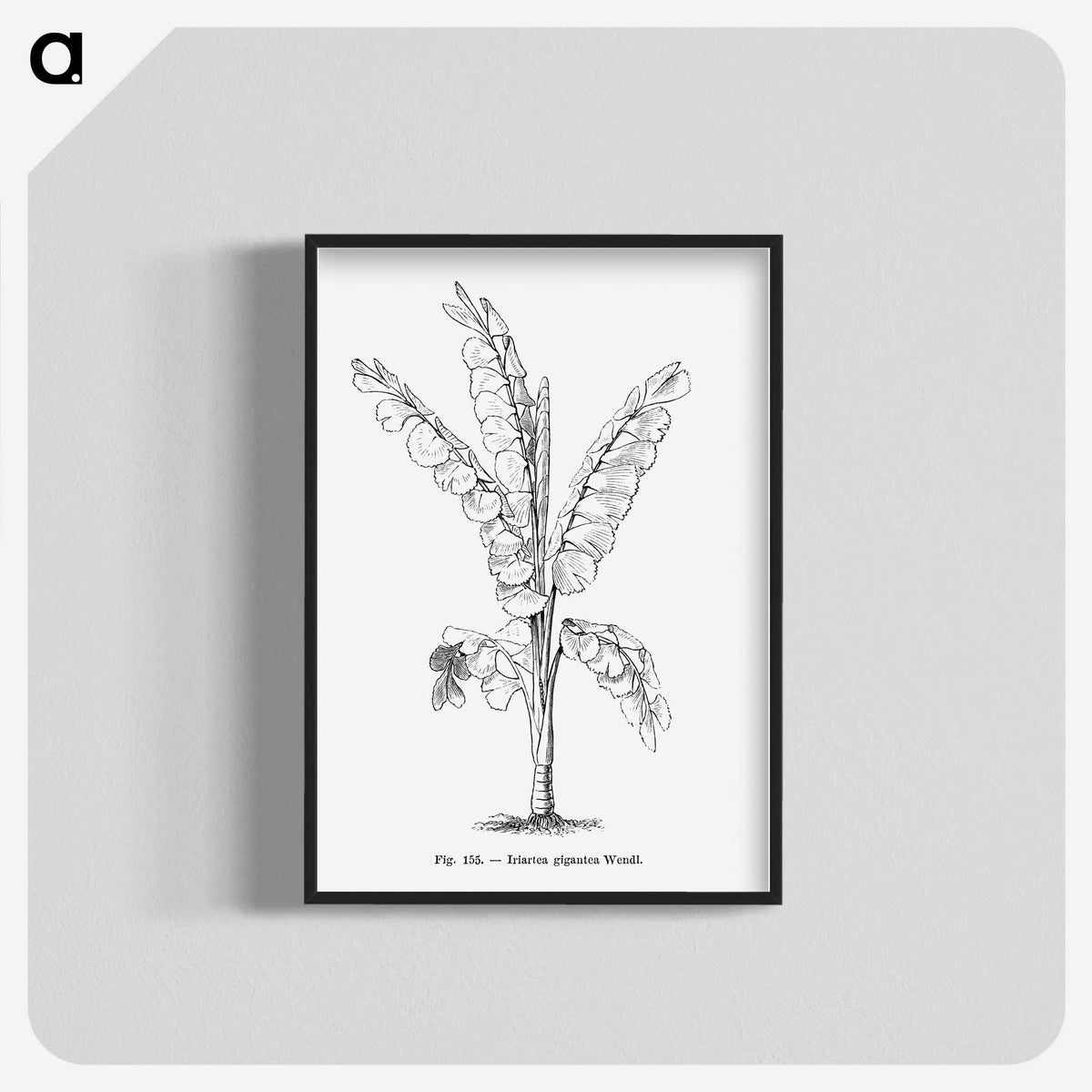 1-71_Les-Palmiers-Histoire-Iconographique_blk-crop