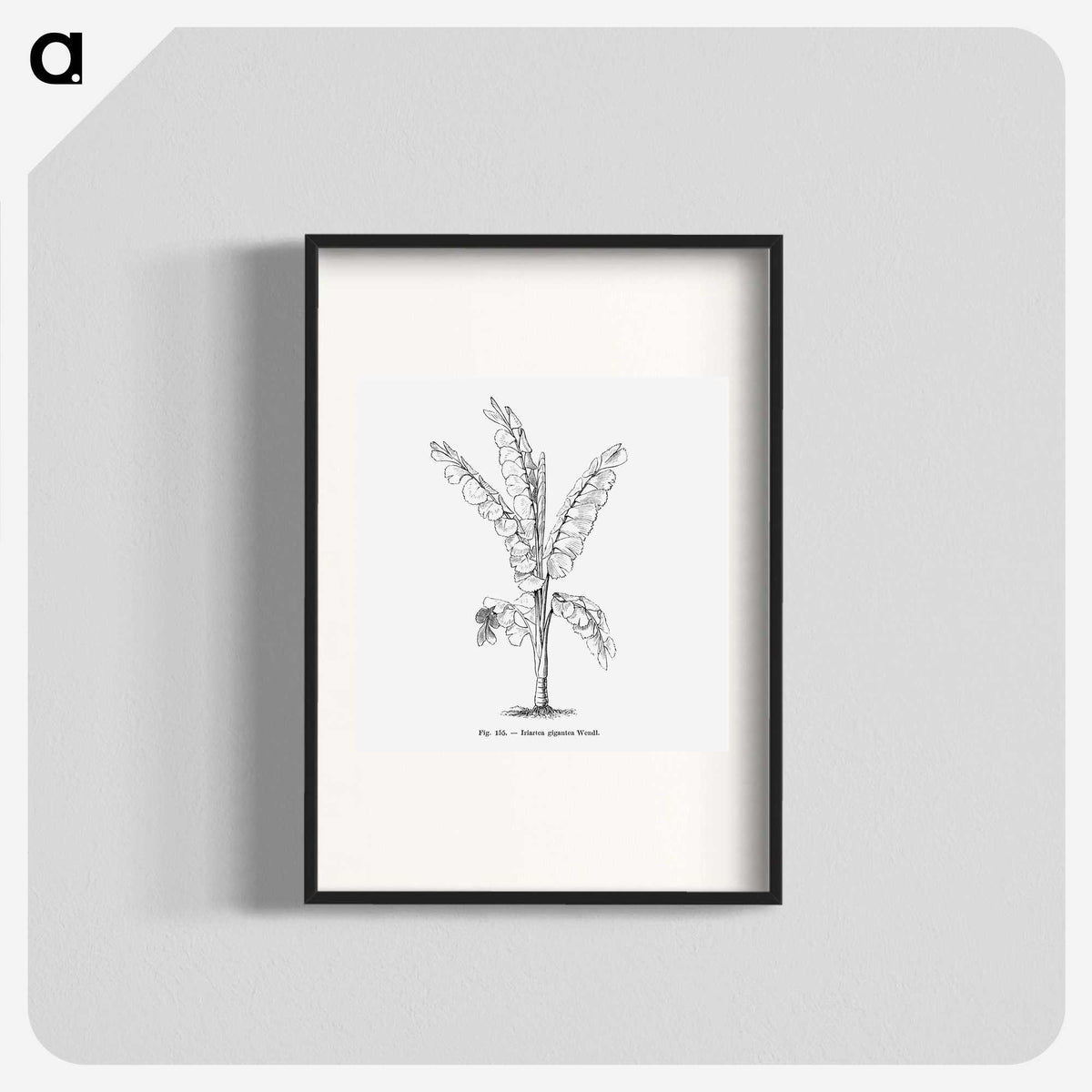 1-71_Les-Palmiers-Histoire-Iconographique_blk