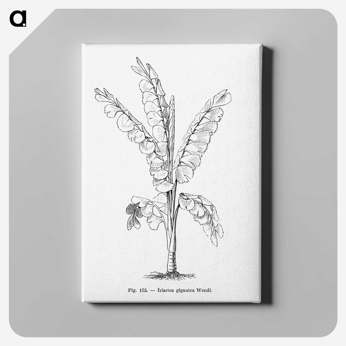 1-71_Les-Palmiers-Histoire-Iconographique_canvas