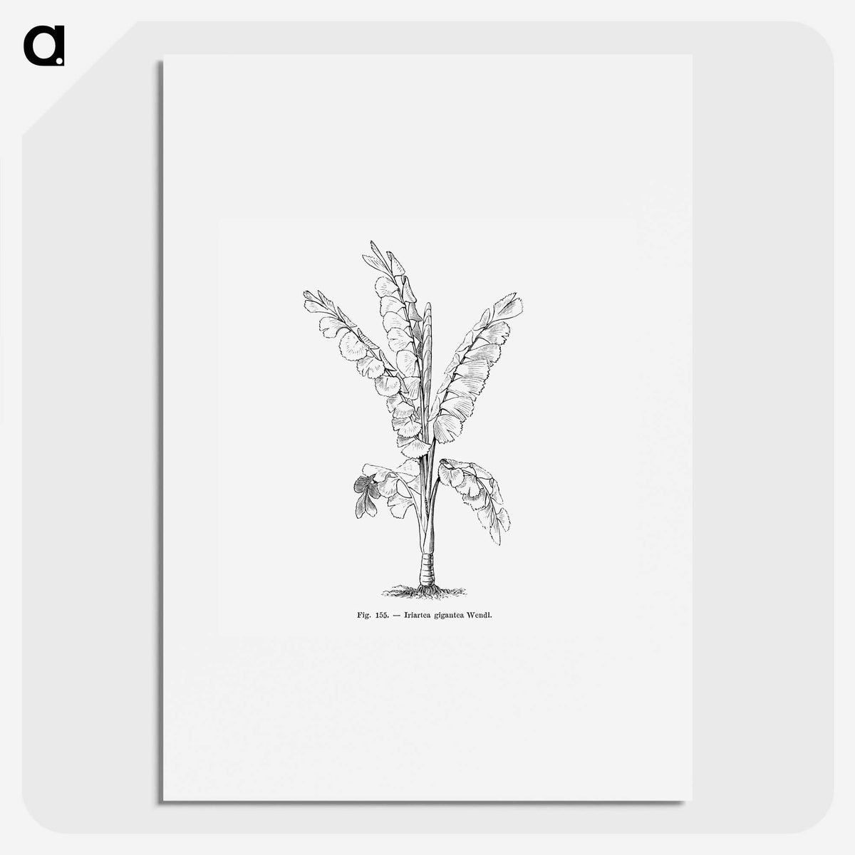 1-71_Les-Palmiers-Histoire-Iconographique_picture