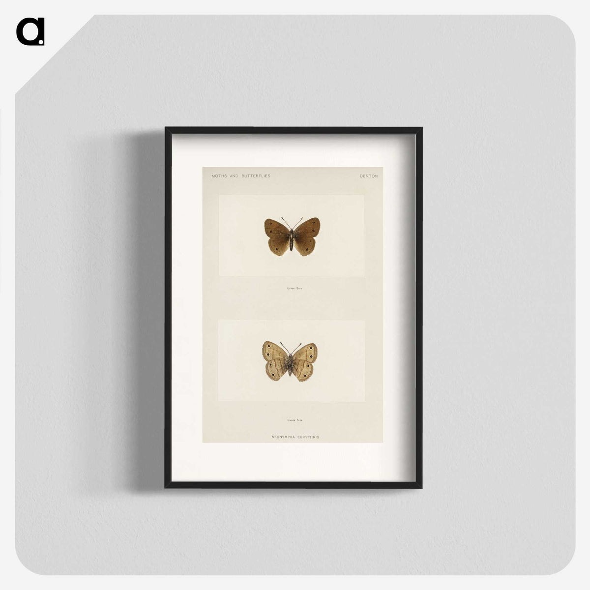 1-71_Moths-and-Butterflies-of-the-United-States_blk