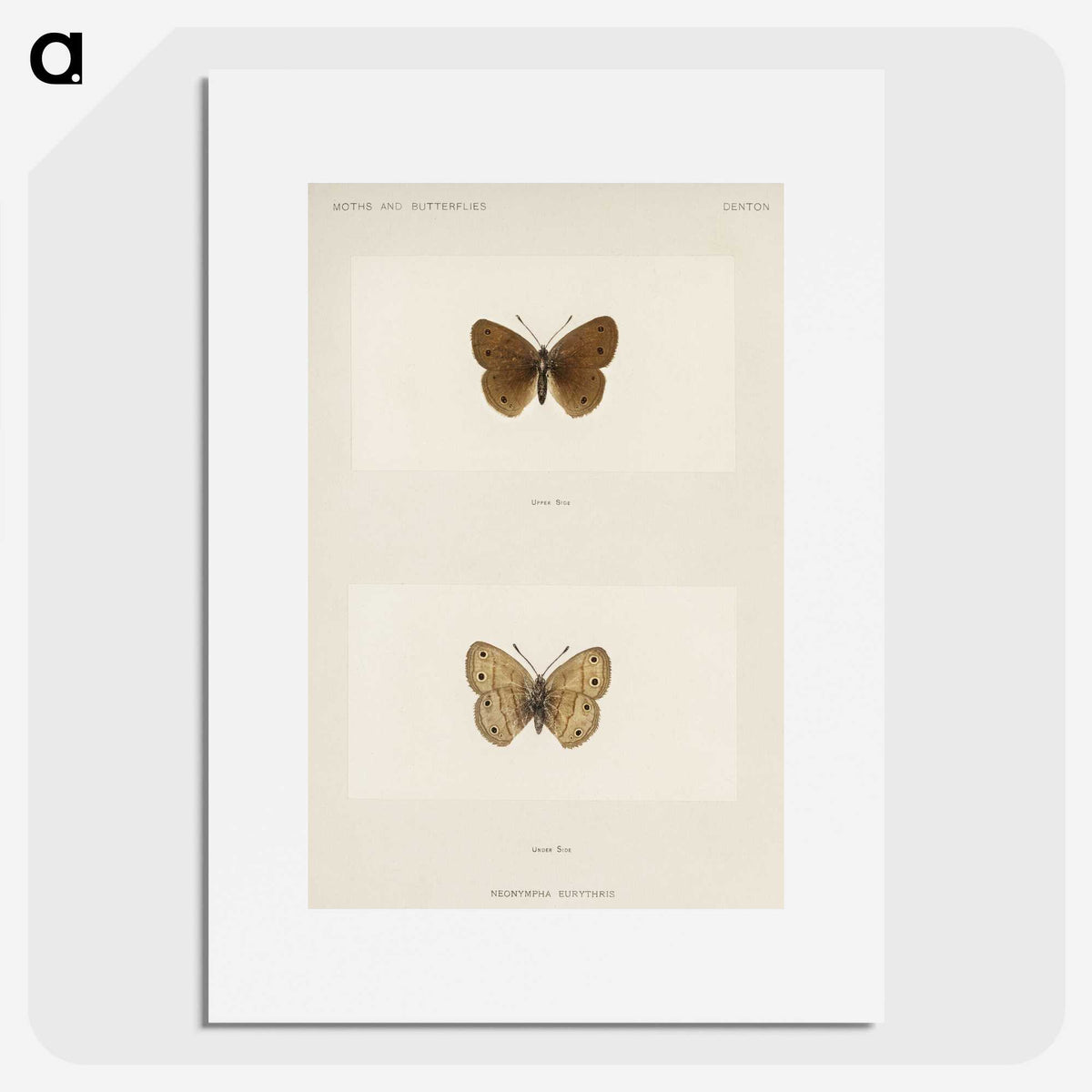 1-71_Moths-and-Butterflies-of-the-United-States_picture
