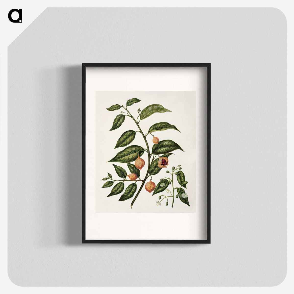 1-71_Native-Flowering-Plants-of-New-Zealand_blk