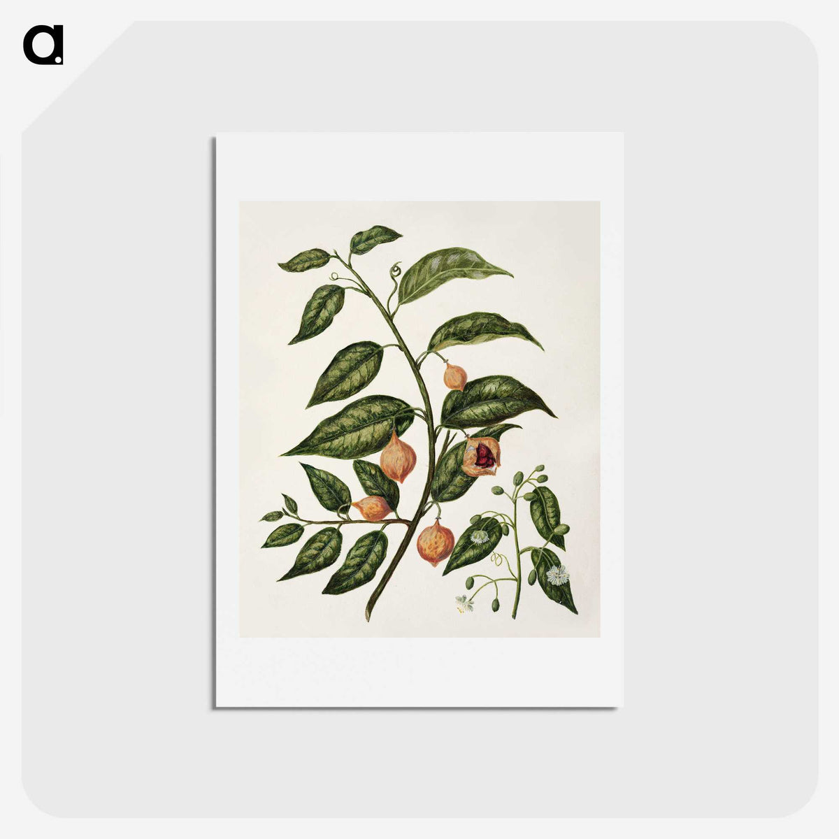 1-71_Native-Flowering-Plants-of-New-Zealand_hagaki