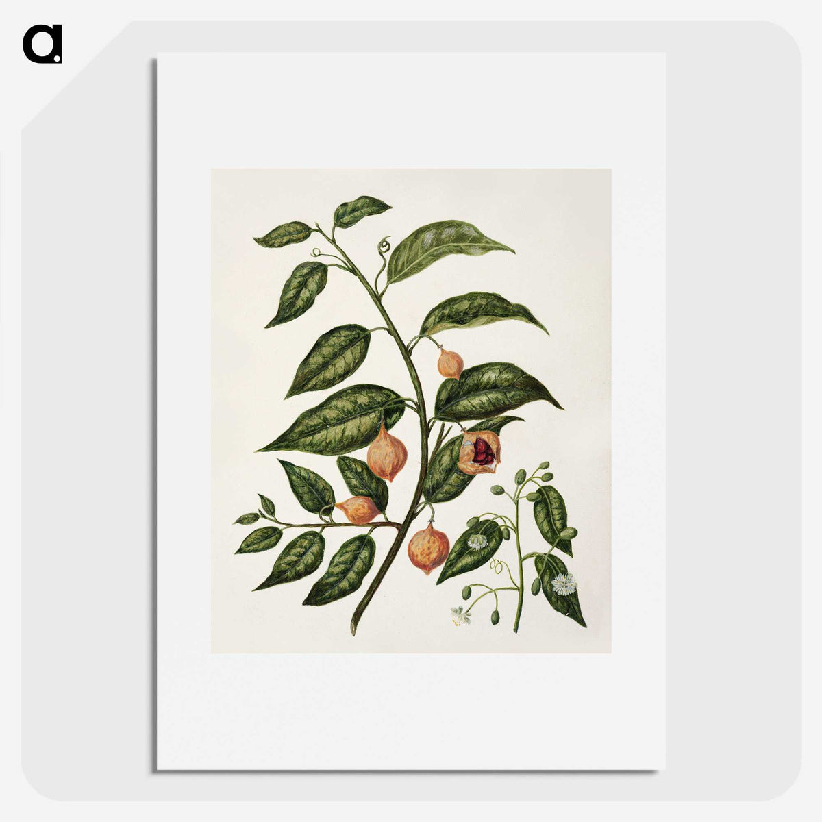 1-71_Native-Flowering-Plants-of-New-Zealand_picture