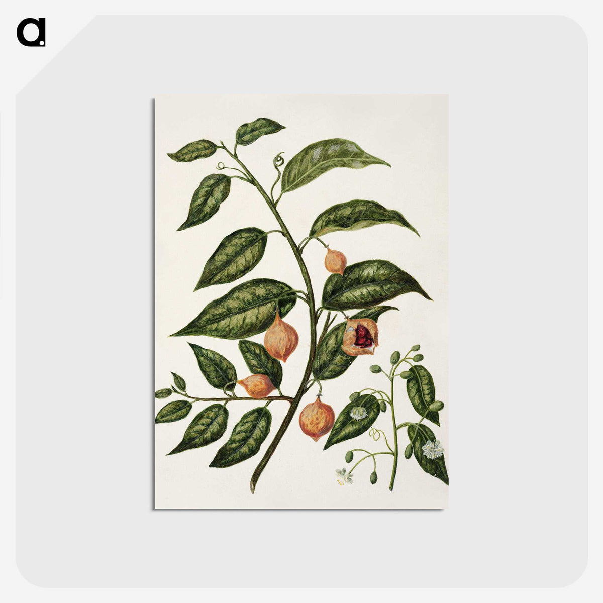 1-71_Native-Flowering-Plants-of-New-Zealand_postcard