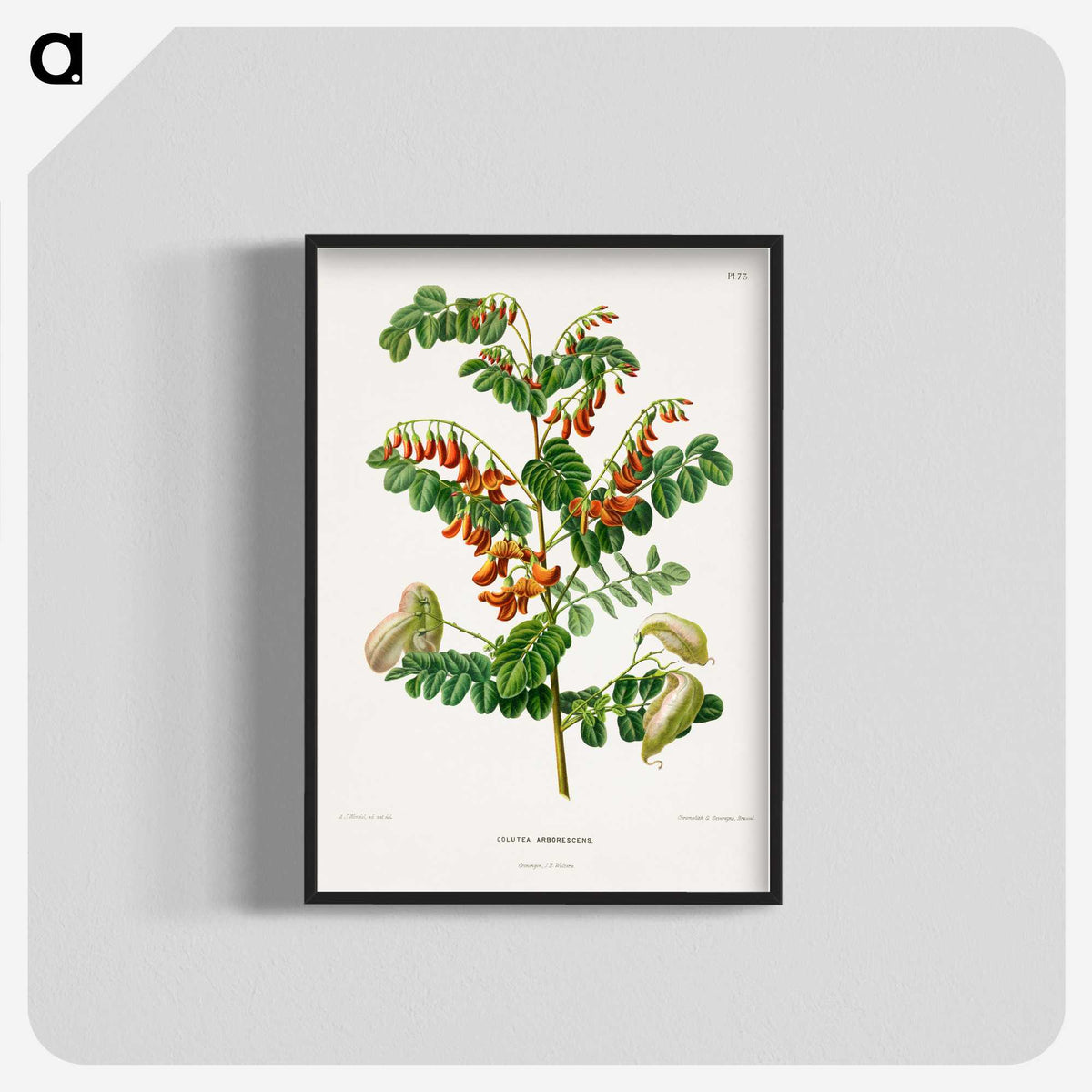 1-71_Nederlandsche-Flora-en-Pomona_blk-crop