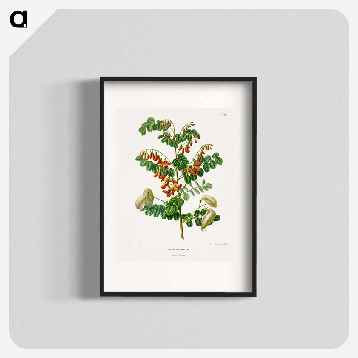 1-71_Nederlandsche-Flora-en-Pomona_blk