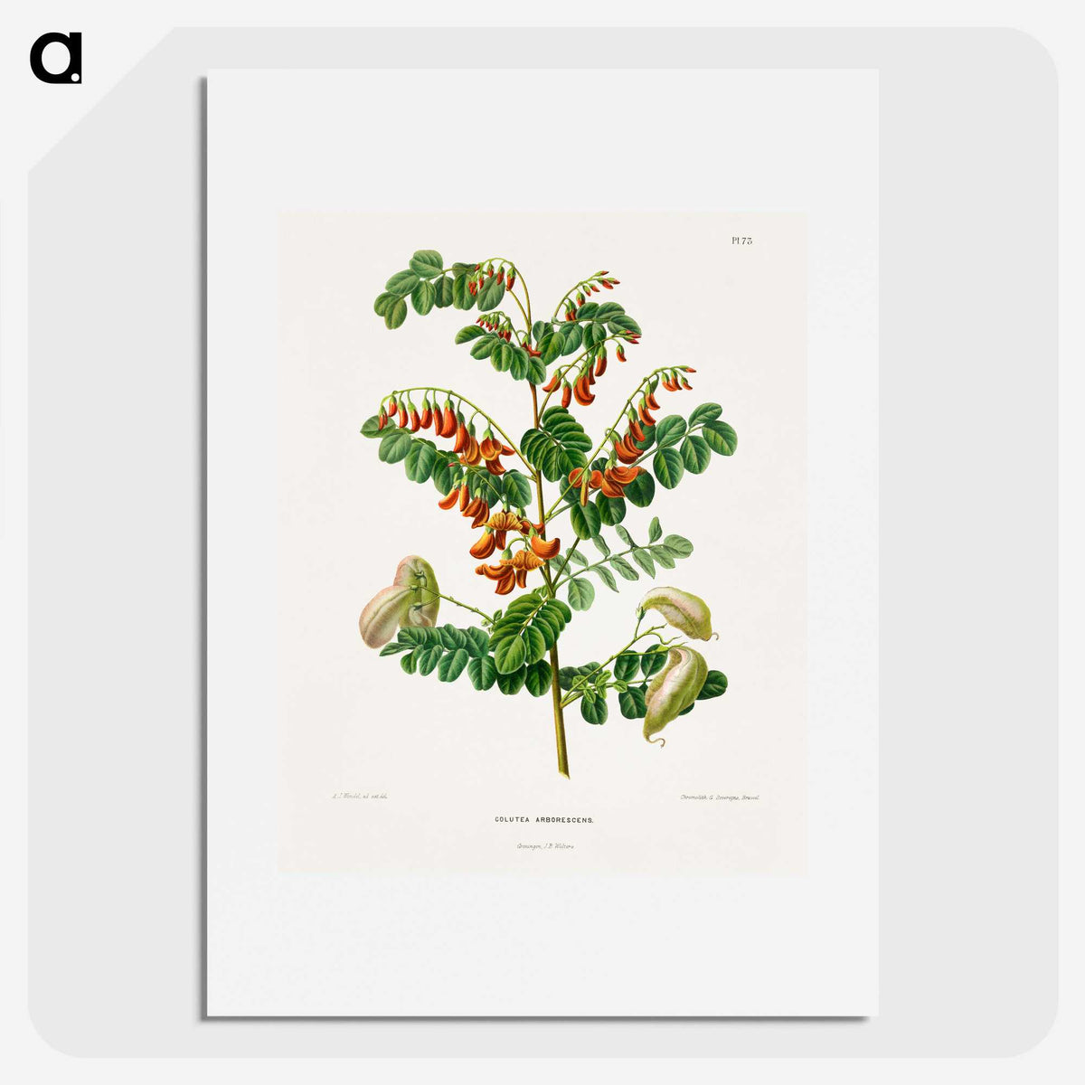 1-71_Nederlandsche-Flora-en-Pomona_picture