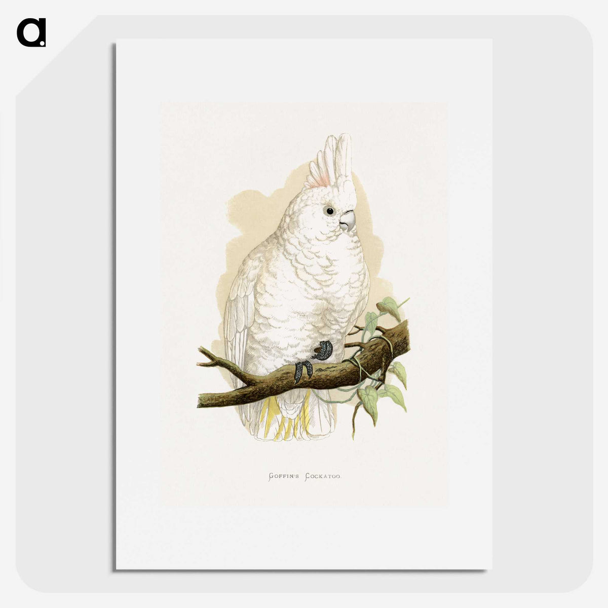 1-71_Parrots-in-Captivity_picture