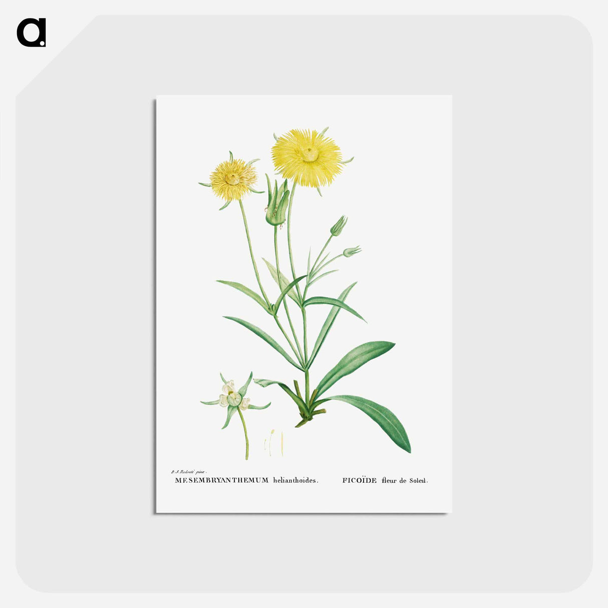 アートポストカード-Mesembryanthemum Helianthoides (Spatula–leaved Fig Marigold) - ピエール ジョゼフ ルドゥーテ Postcard.