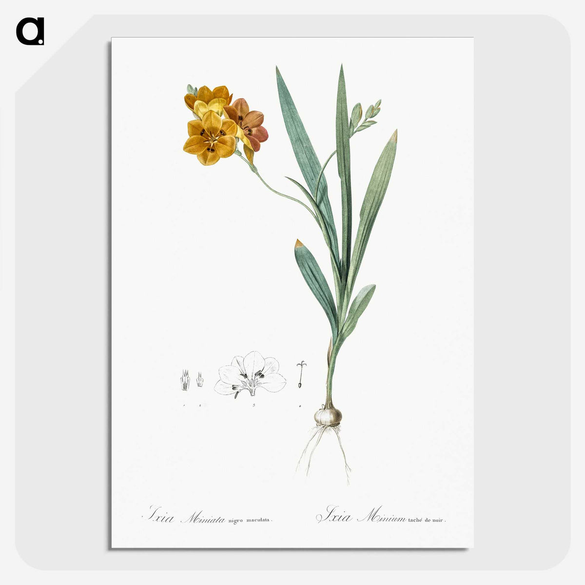1-71_The-Lilies_picture-crop