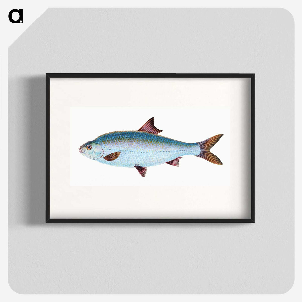 1-71_The-Natural-History-of-British-Fishes_blk