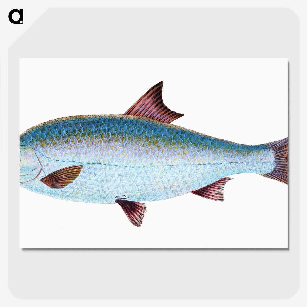 1-71_The-Natural-History-of-British-Fishes_picture-crop