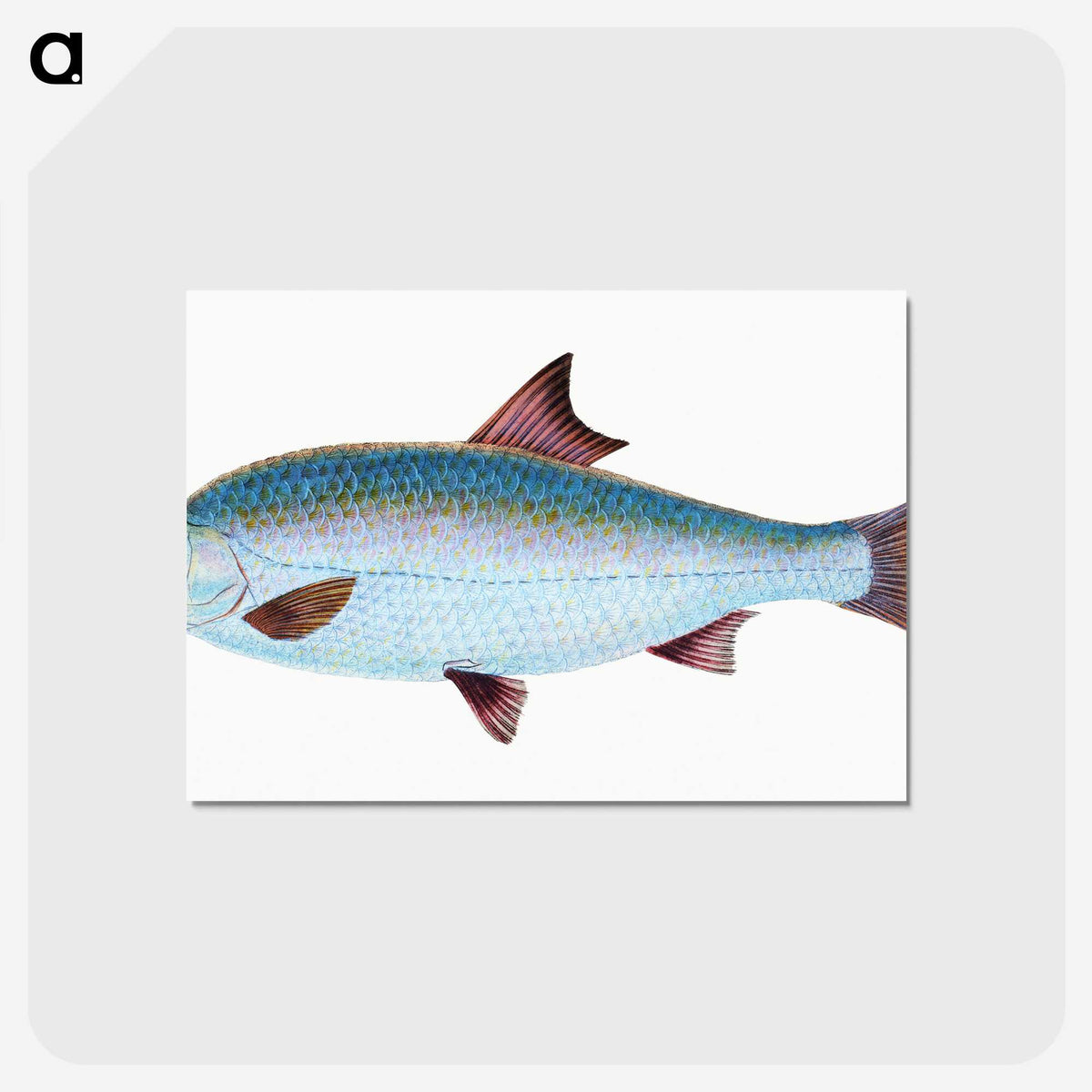 1-71_The-Natural-History-of-British-Fishes_postcard