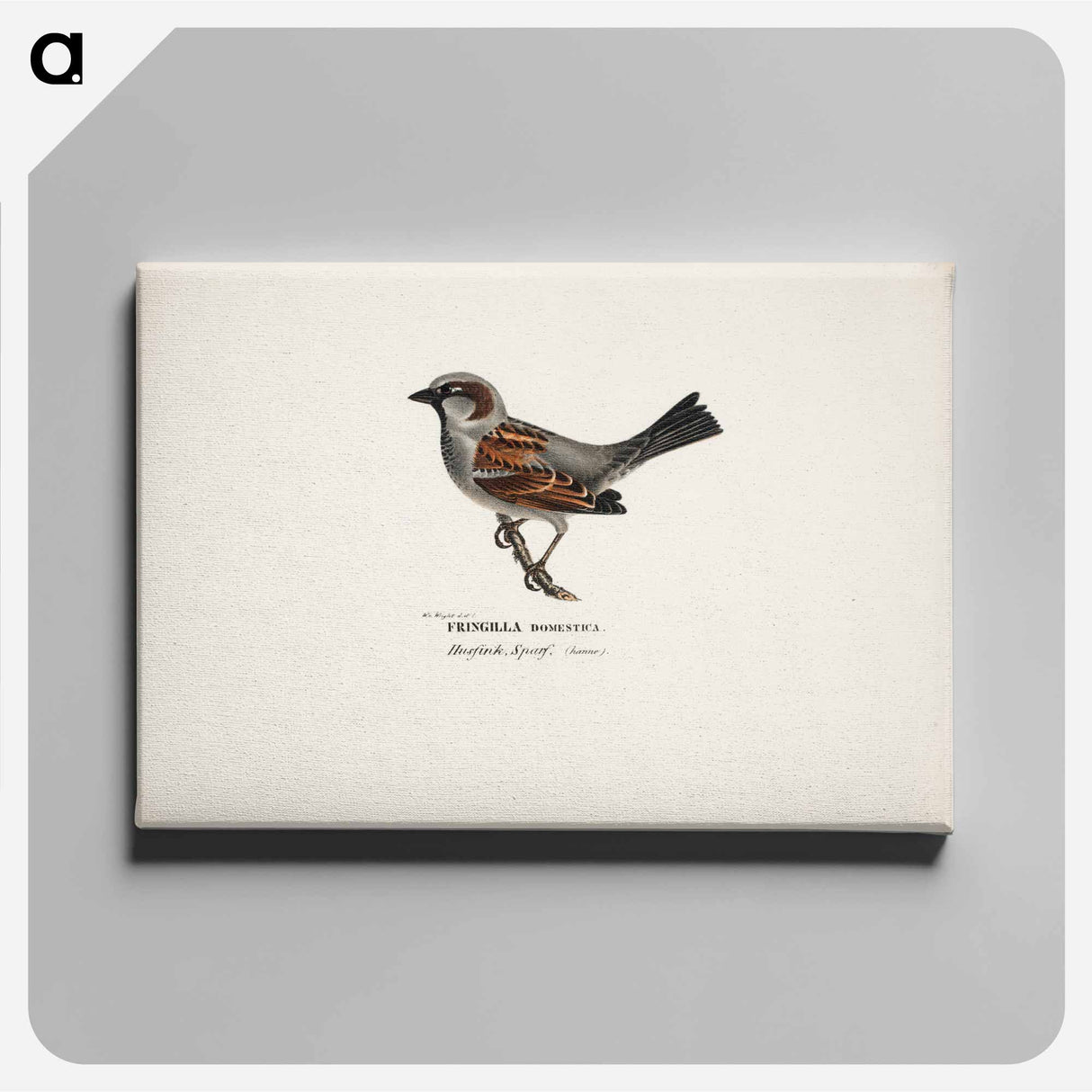 Sparrow, male - Wilhelm von Wright Canvas.