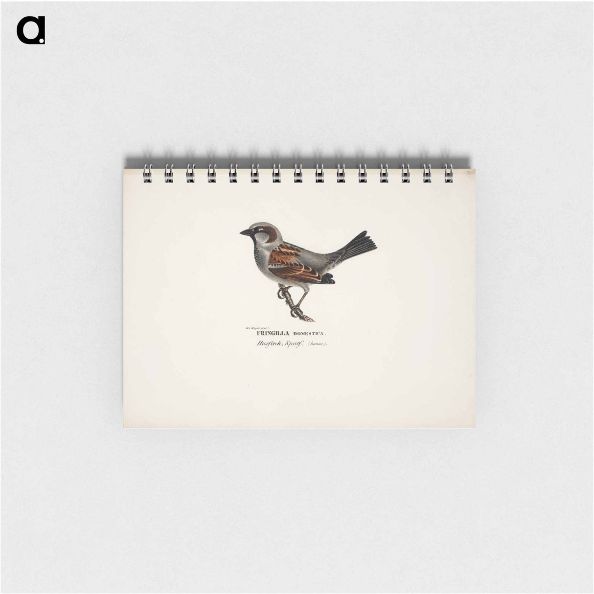 Sparrow, male - ヴィルヘルム フォン ライト Memo.