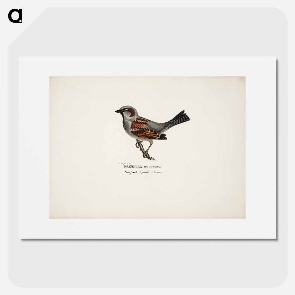 Sparrow, male - ヴィルヘルム フォン ライト Poster.