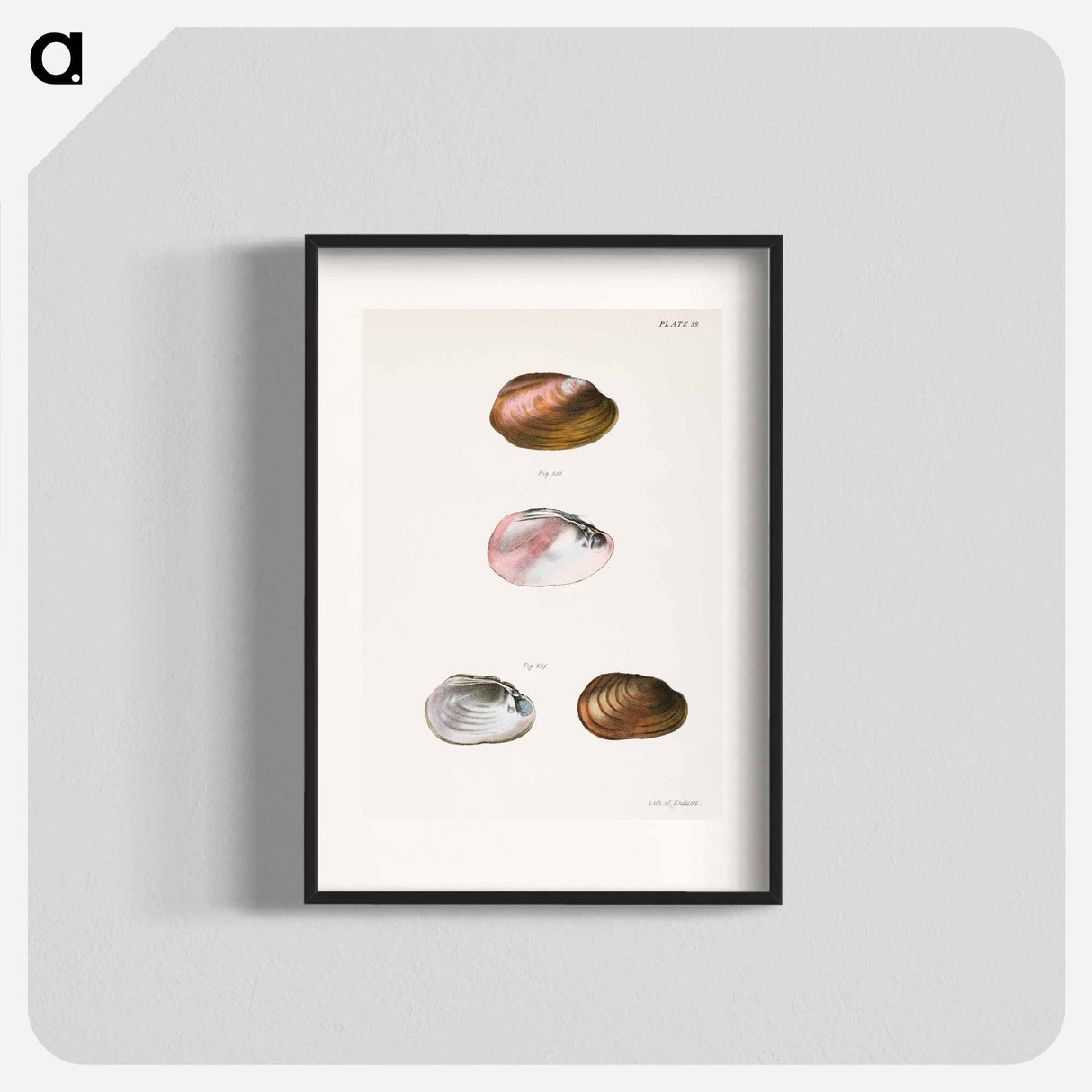 Unio rosaceus, aged - ニューヨークの動物学 Poster.