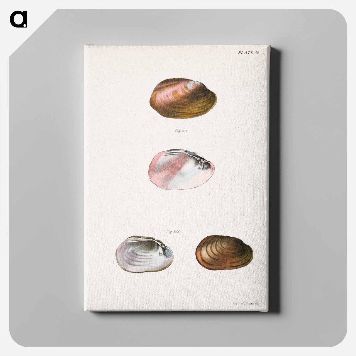 Unio rosaceus, aged - New York Zoology Canvas.