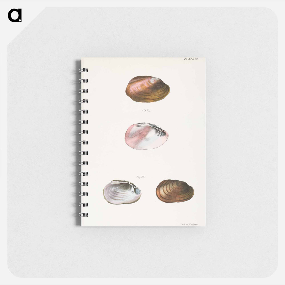 Unio rosaceus, aged - ニューヨークの動物学 Memo.