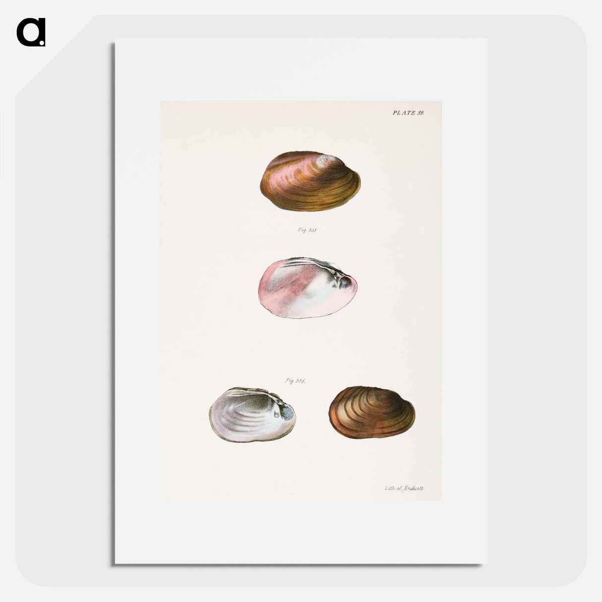 Unio rosaceus, aged - ニューヨークの動物学 Poster.