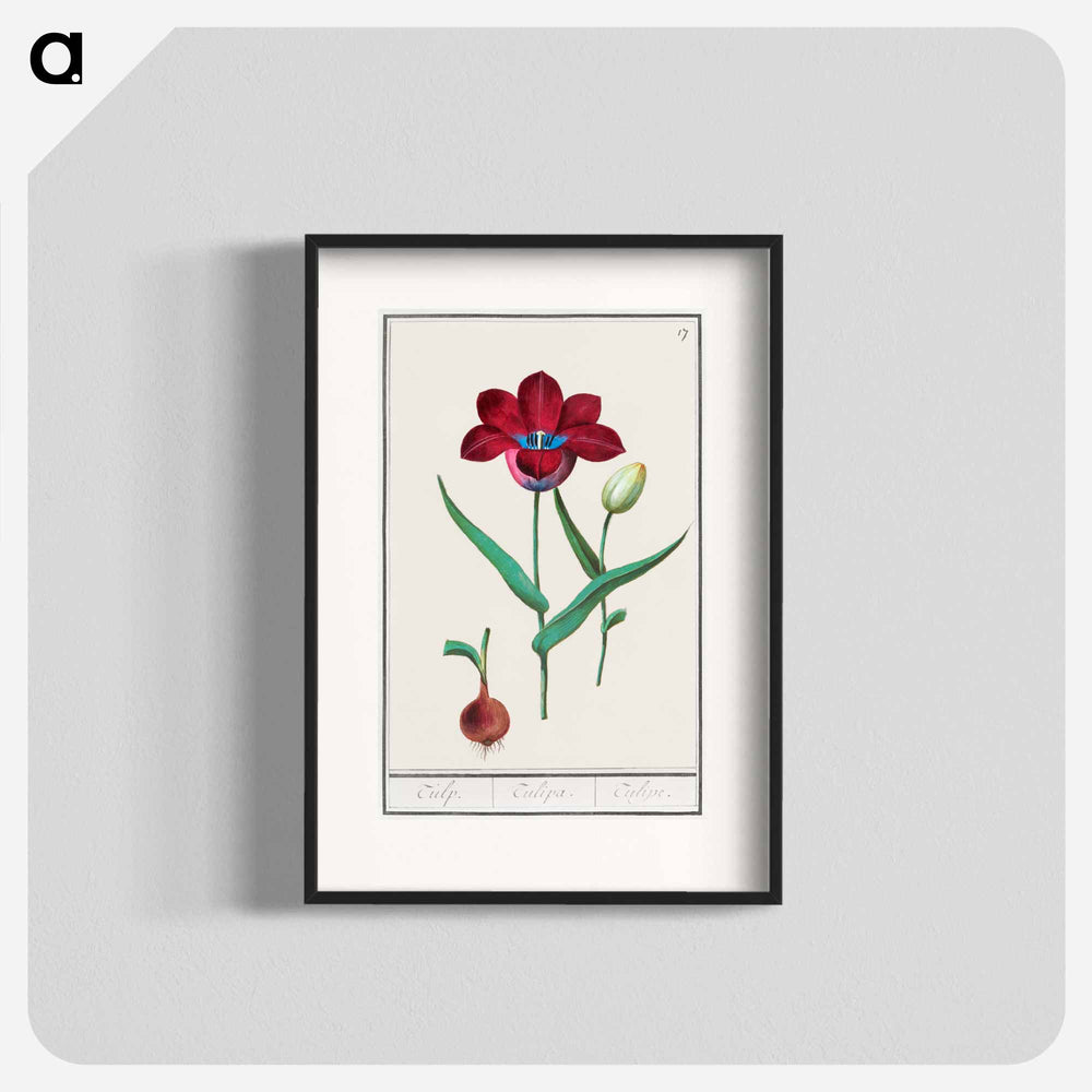 Tulip - アンセルムス ボエティウス デ ブート Poster.
