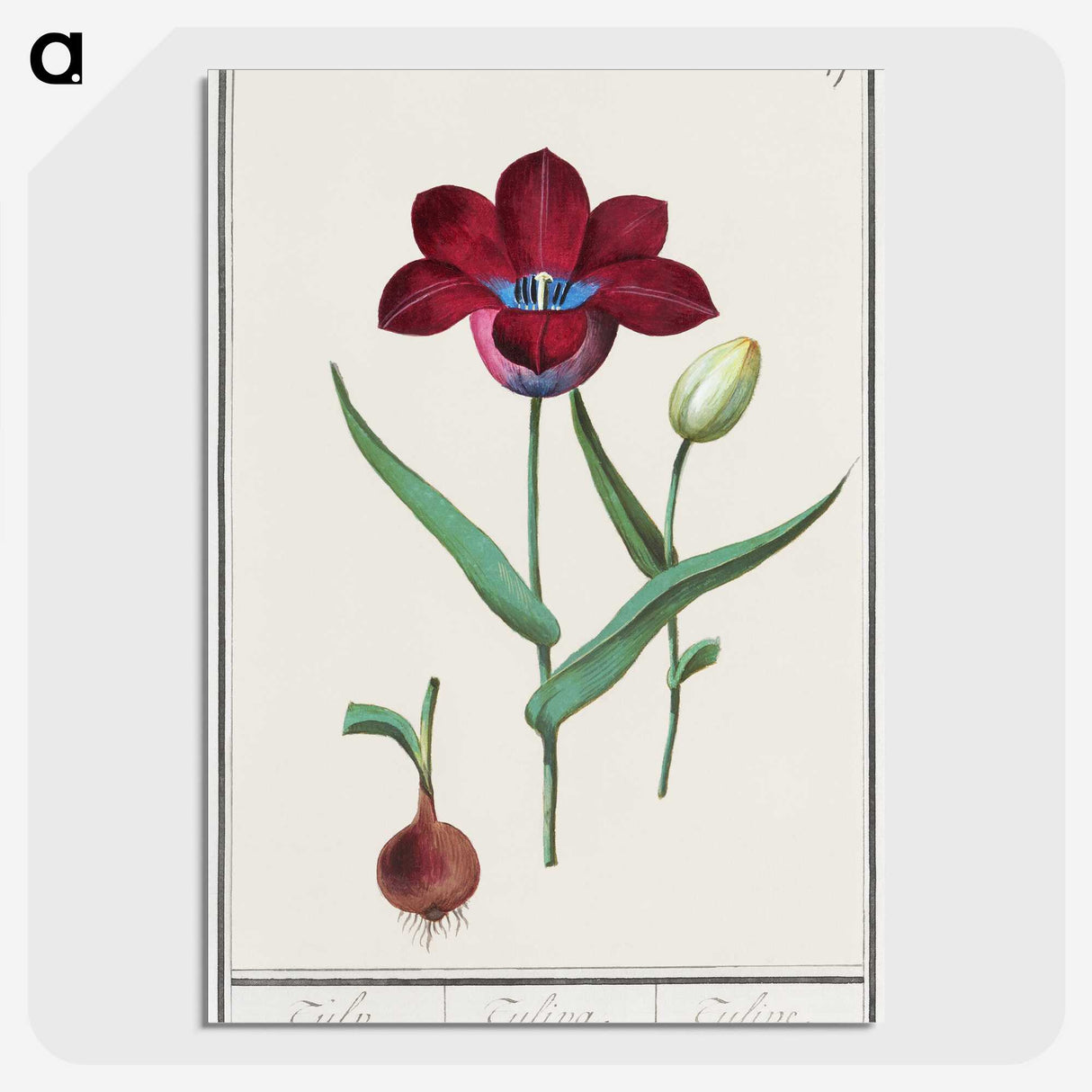 1-72_Anselmus-Boetius-de-Boodt_picture-crop