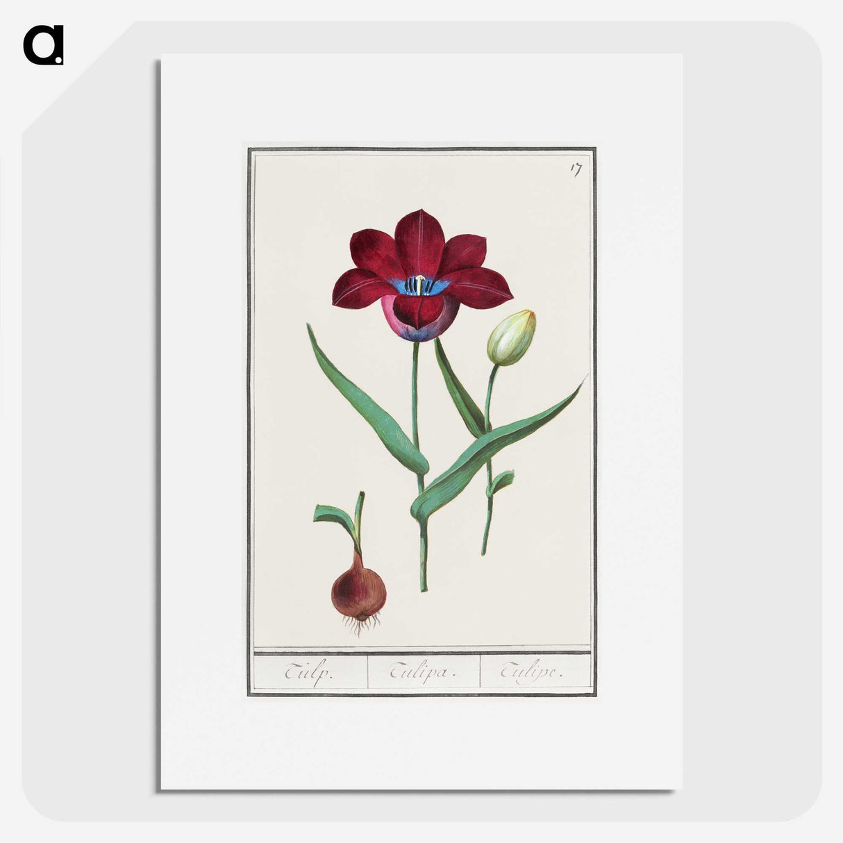 1-72_Anselmus-Boetius-de-Boodt_picture