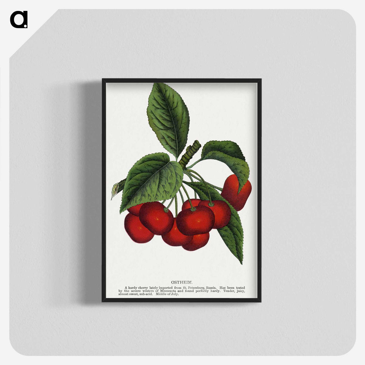 1-72_Botanical-Specimen-Plates_blk-crop
