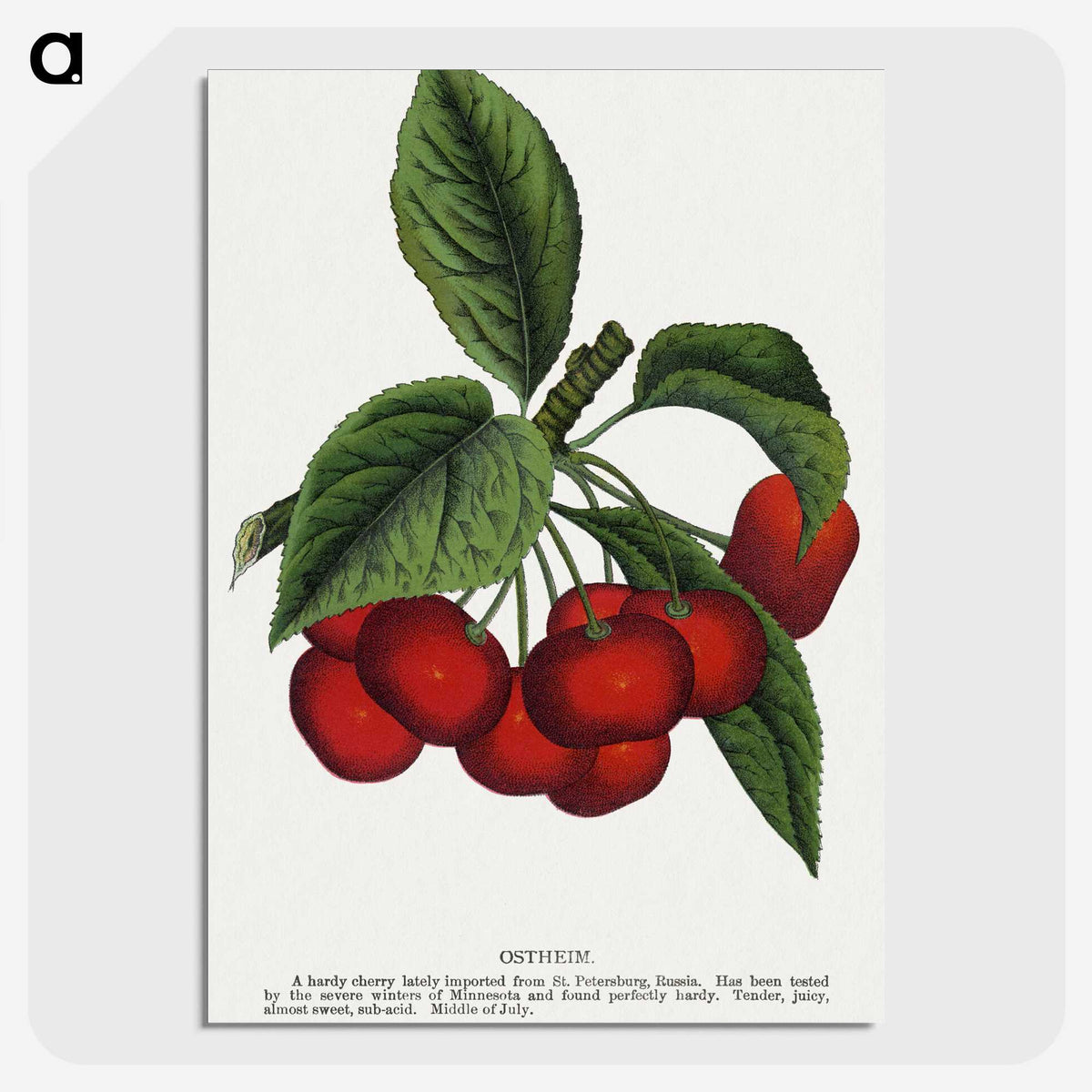 1-72_Botanical-Specimen-Plates_picture-crop