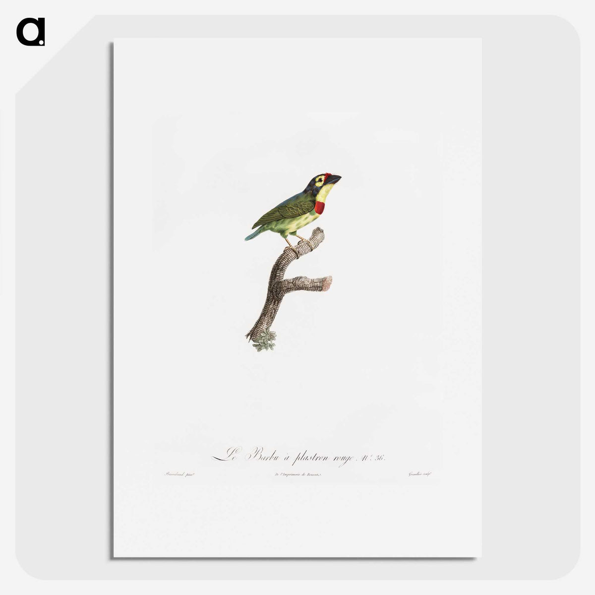 1-72_Des-Oiseaux-de-Paradis_picture