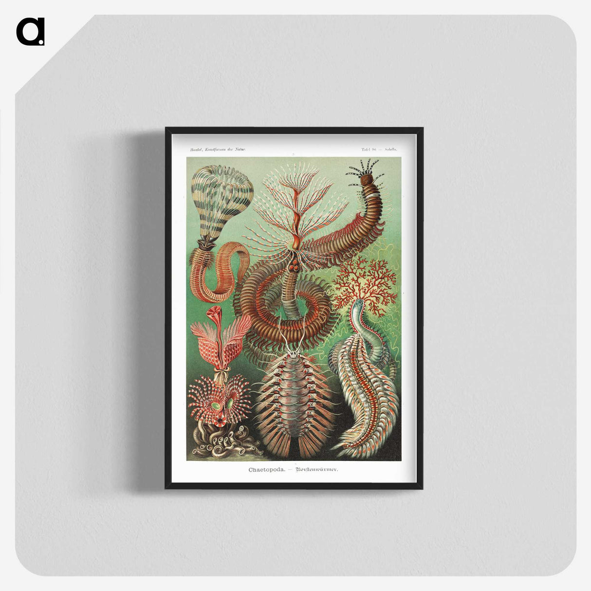 1-72_Ernst-Haeckel_blk-crop