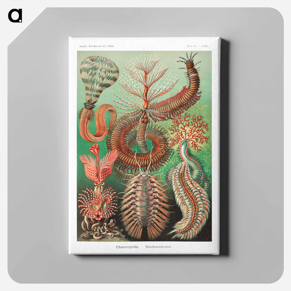 Chaetopoda–Borstenwürmer - エルンスト ヘッケル Canvas.