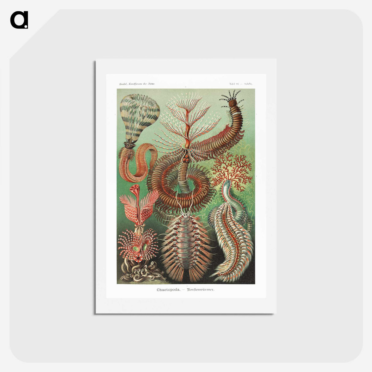 1-72_Ernst-Haeckel_hagaki
