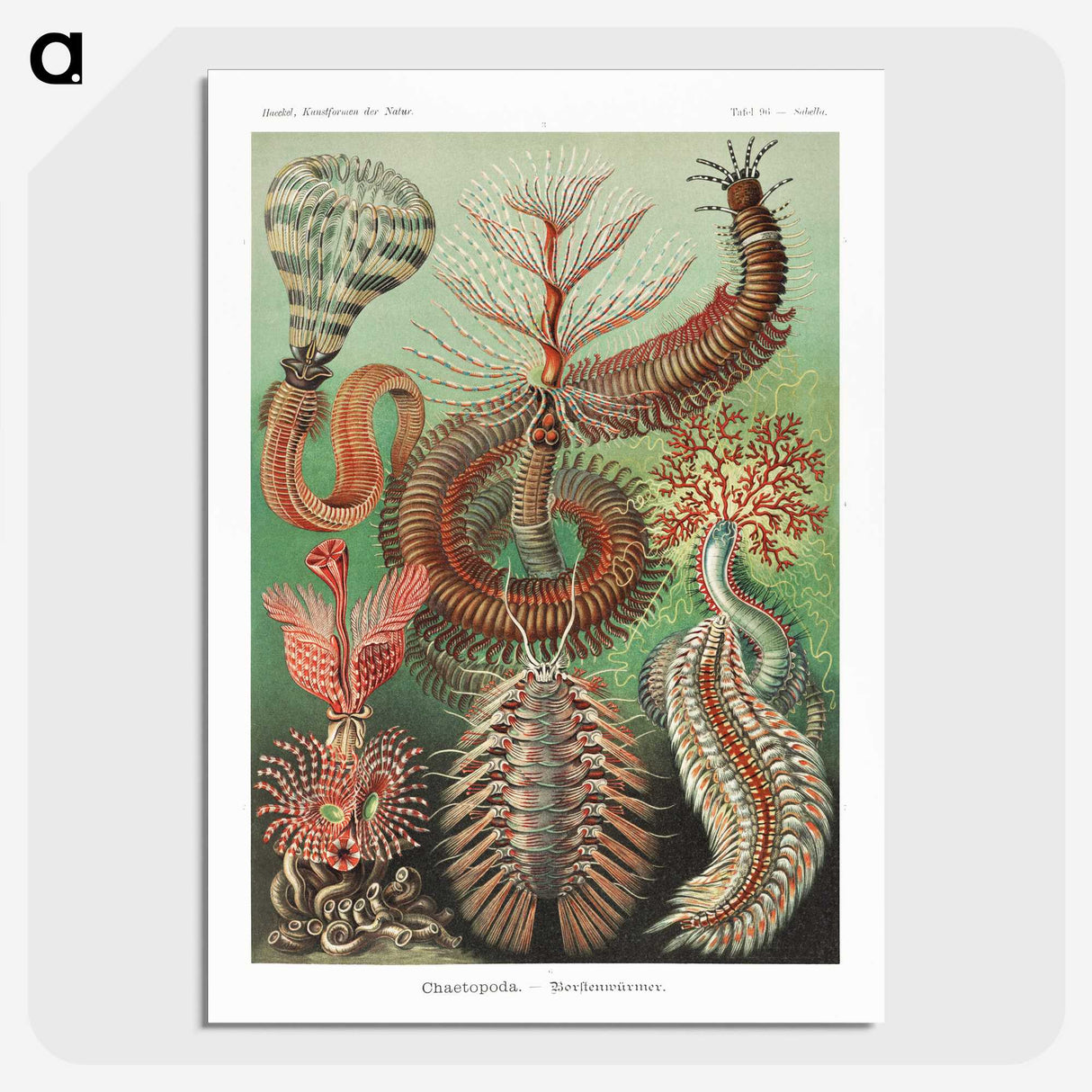 1-72_Ernst-Haeckel_picture-crop