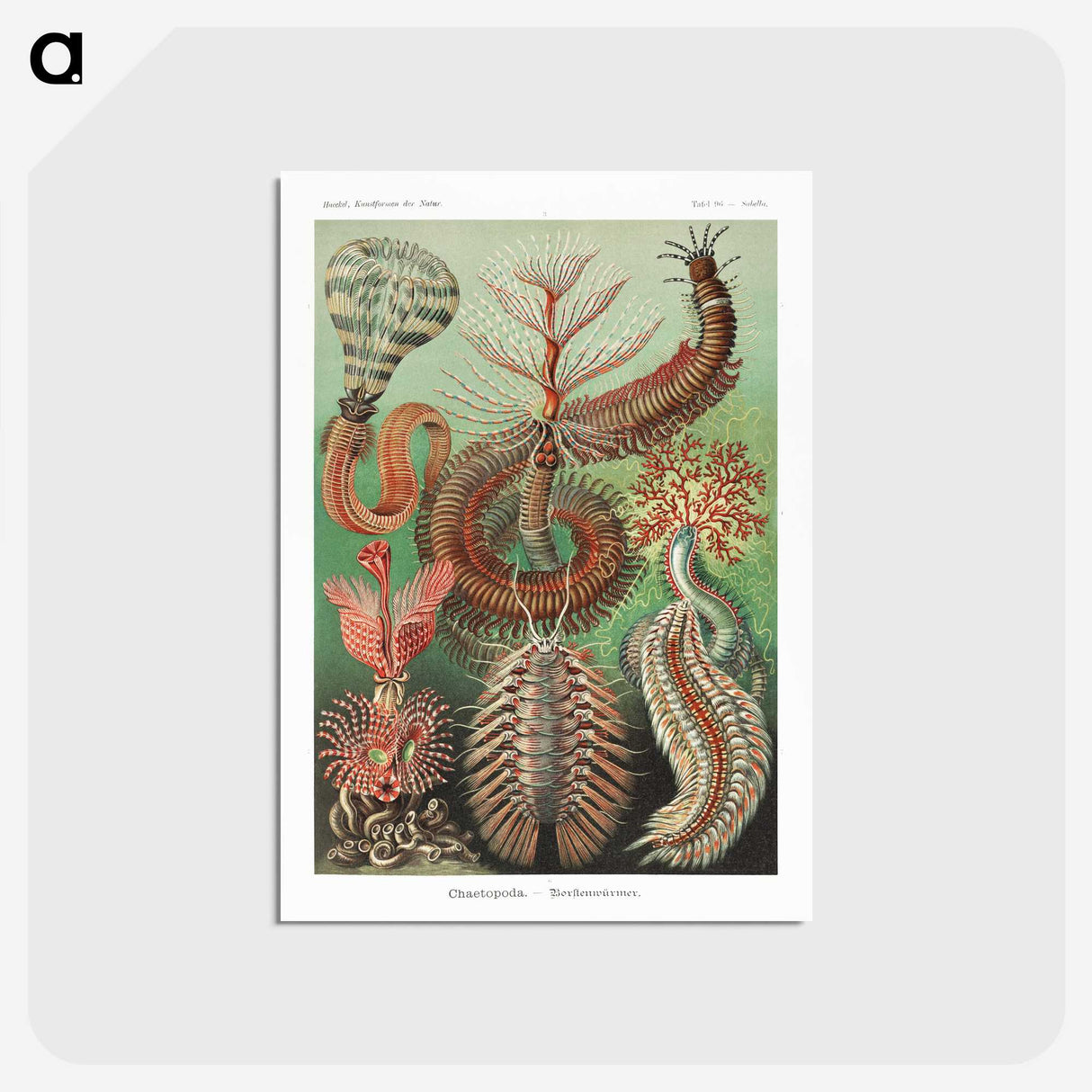 1-72_Ernst-Haeckel_postcard