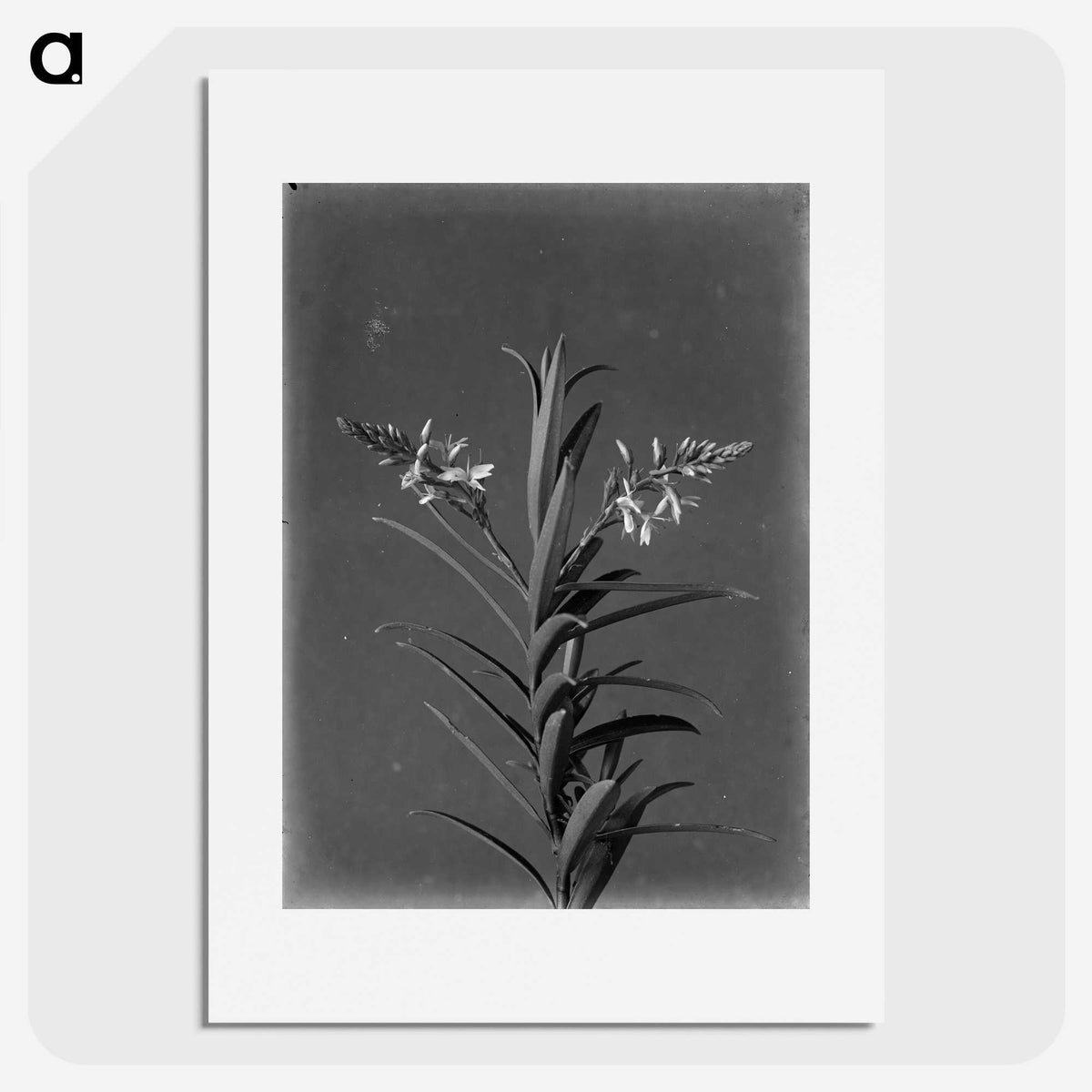 1-72_Frederick-Charles-Brockett_picture