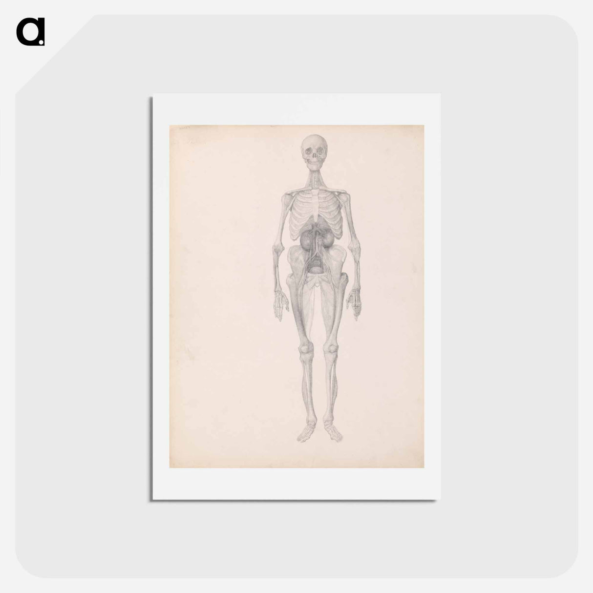 アートポストカード-Human Figure, Anterior View
- ジョージ スタッブス Postcard.