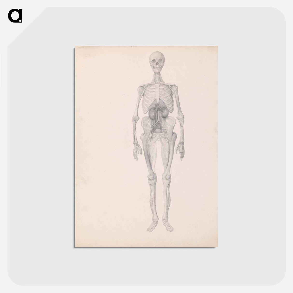 アートポストカード-Human Figure, Anterior View
- ジョージ スタッブス Postcard.